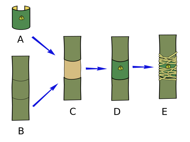 File:Innesto a zufolo.svg