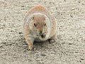 Deutsch: Schwarzschwanz-Präriehund (Cynomys ludovicianus) im Tierpark Bochum. English: Black-tailed prairie dog (Cynomys ludovicianus) in the Tierpark Bochum, Germany.   This file was uploaded with Commonist.