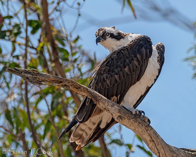 File:Osprey (50209146101).jpg