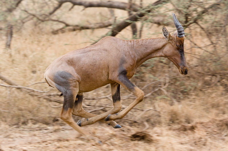 File:Serengeti Topi1.jpg