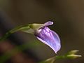 Utricularia babui flora