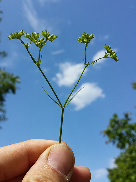 File:Valerianella rimosa sl2.jpg