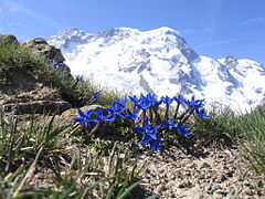 Breithorn, with gentian in the foreground