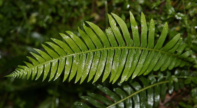 File:Fern.jpg