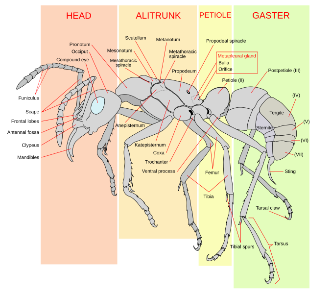 File:Scheme ant worker anatomy-en.svg