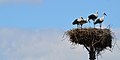 Vol'a Storks' Nest View E