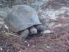 Aldabra Atoll-108993.jpg