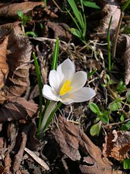 Crocus albiflorus