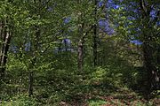 Eiche im Wald beim Strehlhof auf dem Gelände des Wasserhochbehälters, Buchenwald in der Umgebung