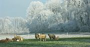 Sheep on a feedlot in cold winter