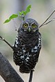 Glaucidium capense (cat.)