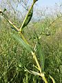 Stipe with leaves, near Tresdorf, Lower Austria