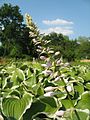 Botanical garden in Zabrze