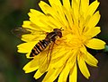 * Nomination A beautiful hoverfly (Episyrphus balteatus) collecting nectar from a Yellow Hawkweed flower (Hieracium vulgatum). Taken in Lisboa, Portugal - Alvesgaspar 13:13, 30 November 2007 (UTC) * Promotion Very nice: colors, sharpness, well balanced composition (flower out of center to the right, hoverfly out of center to the left). -- MJJR 22:21, 30 November 2007 (UTC)