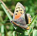 a worn specimen of Lycaena phlaeas