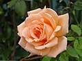 "Rose_Breath_of_Life_(5410859416).jpg" by User:File Upload Bot (Magnus Manske)