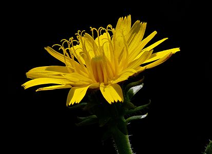 Taraxacum officinale side makro