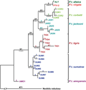 September 14: Tiger phylogenetic relationships.