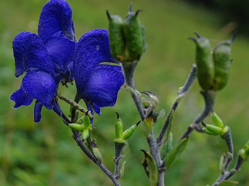 File:Aconitum.jpg