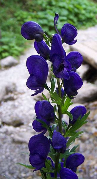 File:Aconitum napellus a1.jpg