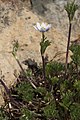 Anemone drummondii