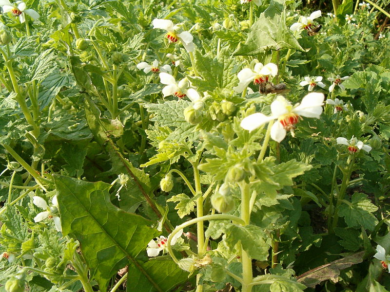 File:Blumenbachia hieronymi HabitusFlowers BotGardBln0906b.JPG