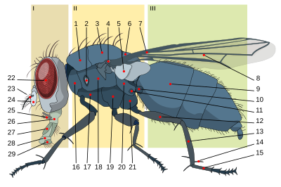 Anatomy of a Housefly with numbered key.