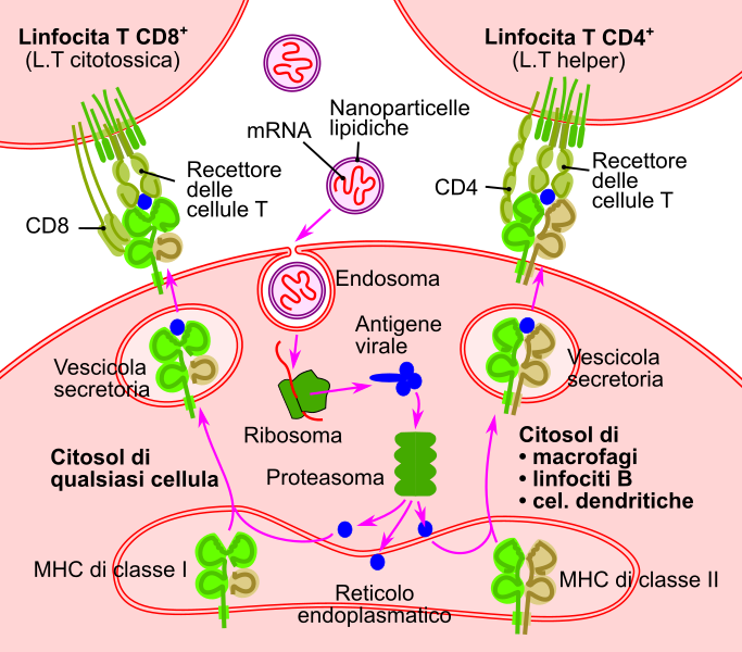 File:RNA vaccine-it.svg