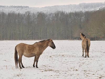 Sorraia in the Wisentgehege Springe