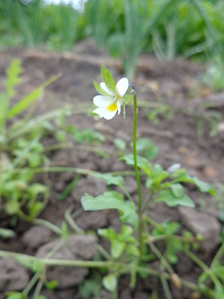 File:Viola arvensis 01.JPG