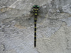 Anotogaster sieboldii on wall.jpg