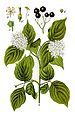 Cornus sanguinea (as syn. Cornus foemina) vol. 12 - plate 39 in: Jacob Sturm: Deutschlands Flora in Abbildungen (1796) (modified)