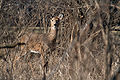 * Nomination A white-tail doe in the woods. I understand if people want to oppose because of the composition, but I like it. --Dori 15:13, 18 March 2008 (UTC) * Promotion I like it too. The composition is justified. A shy animal hiding in the woods. (Bokeh could be better though) --Dschwen 21:56, 21 March 2008 (UTC)