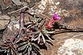 Douglasia nivalis