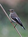 Ficedula hypoleuca (cat.)