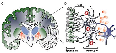 June 2: The Subventricular zone of a human brain.