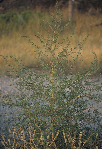 File:Kochia scoparia (5129371229).jpg