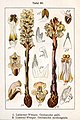 Orobanche caryophyllacea (as syn. Orobanche galii) vol. 10 - plate 60 in: Jacob Sturm: Deutschlands Flora in Abbildungen (1796) (fig. 1)