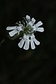 Silene parryi