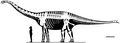 Skeletal diagram of Spinophorosaurus