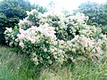 Le parc botanique du Proërop ("Les Arbres du monde") : cotinus coggygira scop (Caucase, Himalaya).