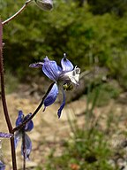 Delphinium nuttallianum