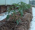 Hydroponic tomato over straw