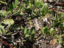 Nymphalis californica