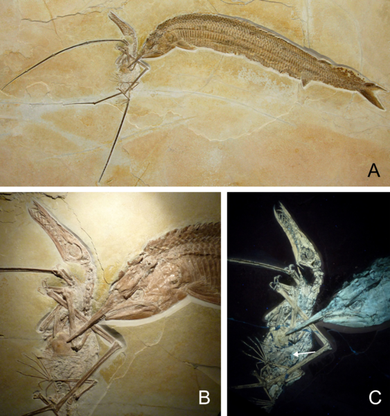 File:Rhamphorhynchus and Aspidorhynchus.png