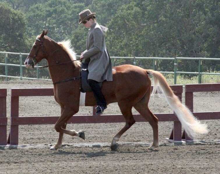 File:Tennessee Walking Horse17.jpg