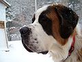 1 1\2 year male Saint Bernard portrait.