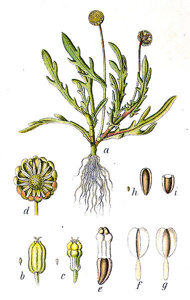 File:Cotula coronopifolia Sturm37.jpg