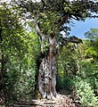 Jomon Sugi, Yakushima