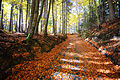 English: Hiking trail to Mount Ulrich Deutsch: Wanderweg auf den Ulrichsberg